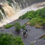 Essential Rainforest Exo-Exploration: Lopé and Ivindo National Park Budget Tour