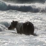 The Surfing Hippos of Loango National Park