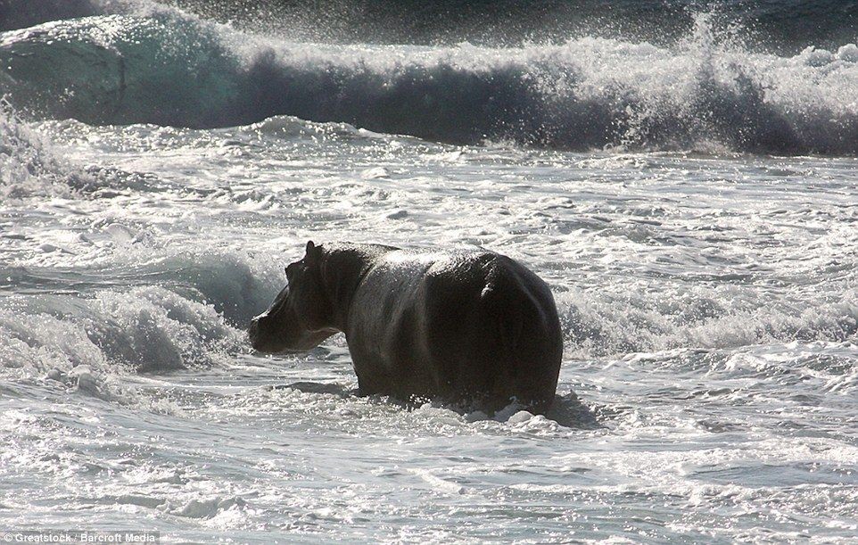 Scalino per bagno HIPPO/FARM