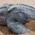 Turtles and Whales at Pongara National Park