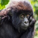 Budget Wildlife Tour In Gabon: Gorillas And Lake Oguemoué