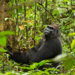 The Gorillas of Moukalaba-Doudou And Coastal Escape In Mayumba