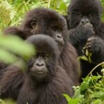 Gorilla Budget Tour in Gabon: Moukalaba-Doudou NP