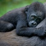 Grand Budget Tour in Gabon: Gorilla Tracking, Safari And Mayumba